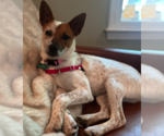 Small Photo #5 Mutt Puppy For Sale in Decatur, GA, USA