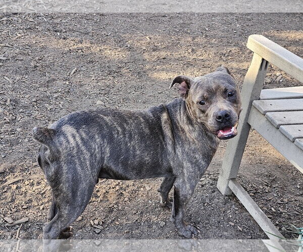 Medium Photo #4 Bulldog-Unknown Mix Puppy For Sale in Bloomingdale, NJ, USA
