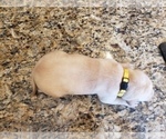 Small Photo #8 Labrador Retriever Puppy For Sale in CORDELE, GA, USA