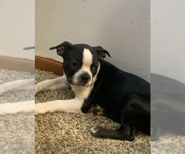 Medium Photo #4 Boston Terrier Puppy For Sale in PRAIRIE DU SAC, WI, USA