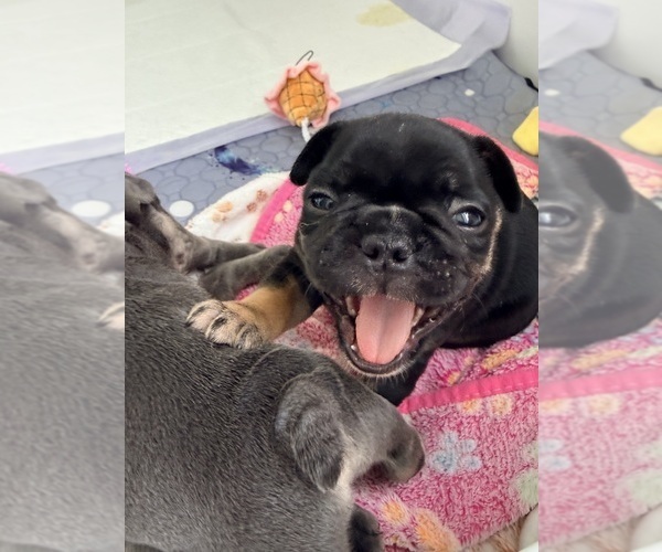 Medium Photo #8 French Bulldog Puppy For Sale in WESLEY CHAPEL, FL, USA