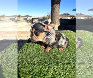 French Bulldog Puppy for sale in SANTA MONICA, CA, USA