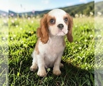Image preview for Ad Listing. Nickname: Litter of 2