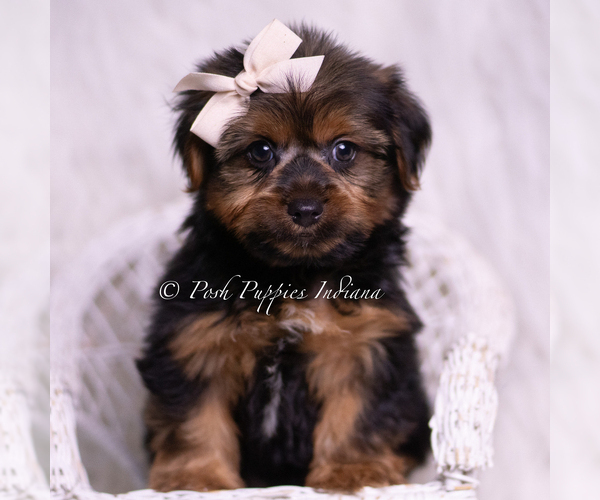 Medium Photo #2 Yorkshire Terrier Puppy For Sale in WARSAW, IN, USA