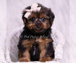 Small #1 Yorkshire Terrier