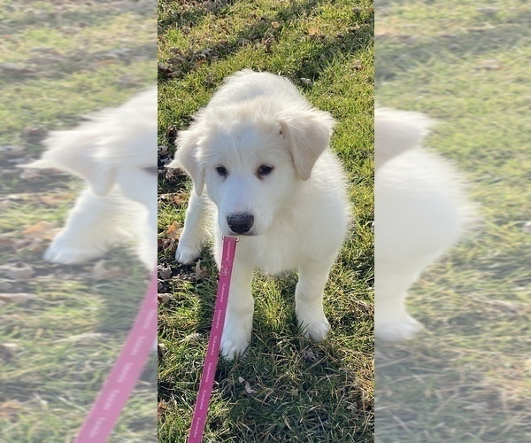 Medium Photo #12 Great Pyrenees Puppy For Sale in CANOGA, NY, USA