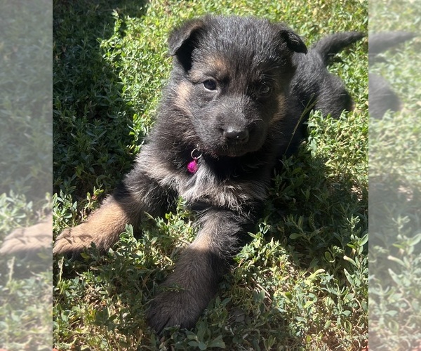 Medium Photo #7 German Shepherd Dog Puppy For Sale in FRUITLAND, WA, USA