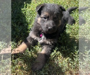 Medium German Shepherd Dog