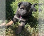 Puppy Pink female German Shepherd Dog