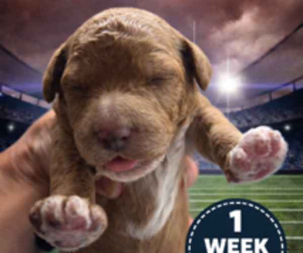 Medium Photo #10 Goldendoodle Puppy For Sale in LAFAYETTE, LA, USA