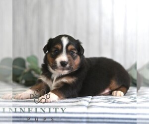Miniature Australian Shepherd Puppy for sale in REBERSBURG, PA, USA