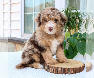 Bernedoodle Puppy for sale in LANCASTER, PA, USA