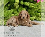 Small Photo #4 Cavapoo Puppy For Sale in PARADISE, PA, USA