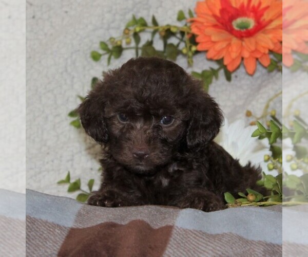 Medium Photo #1 -Poodle (Toy) Mix Puppy For Sale in GAP, PA, USA