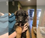 Small Photo #30 German Shepherd Dog Puppy For Sale in LA FAYETTE, NY, USA