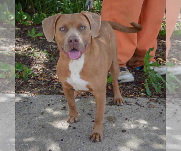 Medium Photo #4 American Staffordshire Terrier-Weimaraner Mix Puppy For Sale in Huntley, IL, USA
