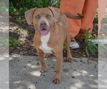 Small #3 American Staffordshire Terrier-Weimaraner Mix