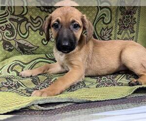 Mutt Dogs for adoption in HESPERIA, CA, USA