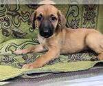 Small Mutt
