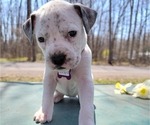 Small Photo #6 Bullboxer Pit Puppy For Sale in NORTH ROSE, NY, USA