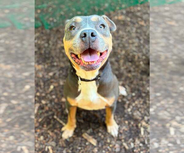 Medium Photo #1 American Pit Bull Terrier Puppy For Sale in Clarkesville, GA, USA