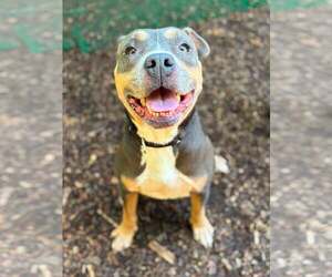 American Pit Bull Terrier Dogs for adoption in Clarkesville, GA, USA