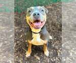 Small American Pit Bull Terrier