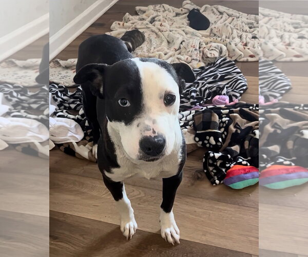 Medium Photo #2 American Staffordshire Terrier Puppy For Sale in Holly Springs, NC, USA