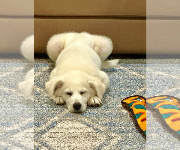 Medium Photo #3 Great Pyrenees Puppy For Sale in Valrico, FL, USA