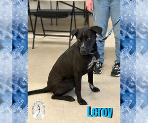 Mutt Dogs for adoption in Red Lodge, MT, USA