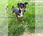 Small #1 Mutt