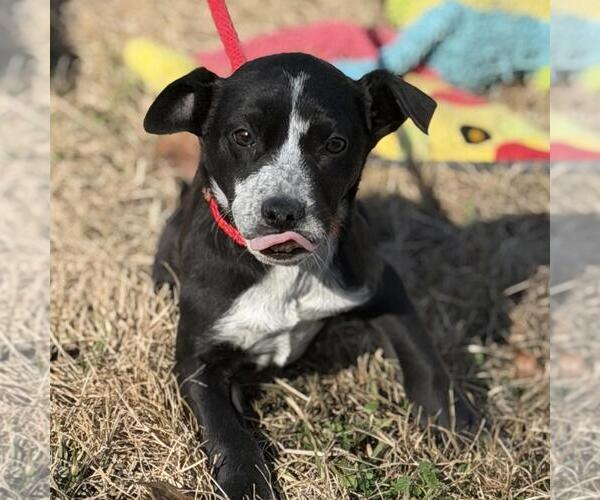 Medium Photo #2 Border-Aussie Puppy For Sale in Yardley, PA, USA