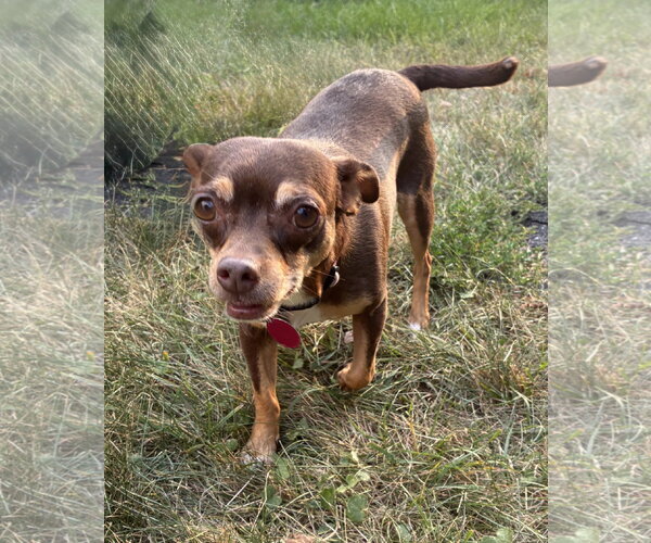 Medium Photo #1 Chihuahua Puppy For Sale in St. Louis Park, MN, USA