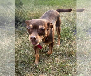 Chihuahua Dogs for adoption in St. Louis Park, MN, USA