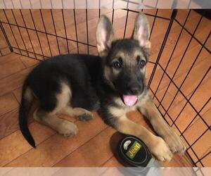 German Shepherd Dog Puppy for sale in MCDONOUGH, GA, USA