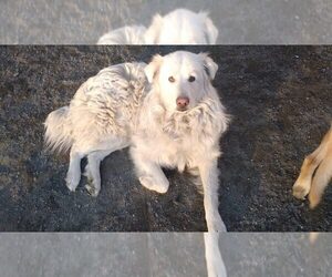 Maremma Sheepdog Dogs for adoption in GUILFORD, ME, USA
