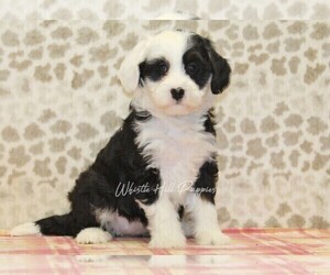 Miniature Bernedoodle Puppy for sale in DENVER, PA, USA
