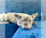 Small Photo #10 English Bulldog Puppy For Sale in WEST HOLLYWOOD, CA, USA