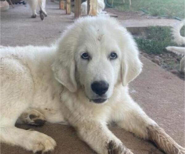 Medium Photo #9 Great Pyrenees Puppy For Sale in MULLIN, TX, USA