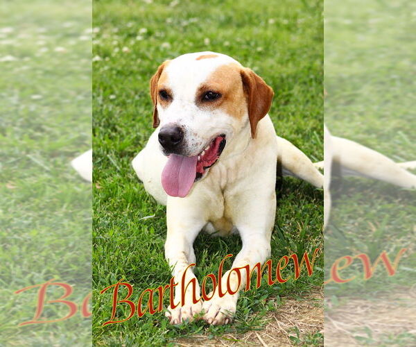 Medium Photo #3 Mutt Puppy For Sale in Evansville, IN, USA