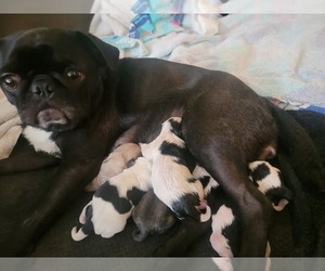 Mother of the Pug puppies born on 09/18/2022