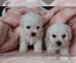 Bichon Frise Puppy for sale in CITY OF SPOKANE VALLEY, WA, USA
