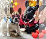 Small Photo #1 French Bulldog Puppy For Sale in TUCSON, AZ, USA