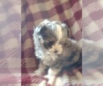 Small Photo #2 Bernedoodle (Miniature) Puppy For Sale in PARKER, PA, USA