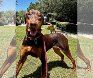 Doberman Pinscher Dogs for adoption in Newport Beach, CA, USA