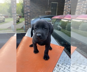 Labrador Retriever Puppy for sale in PICKENS, SC, USA