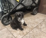 Small #10 Miniature Australian Shepherd