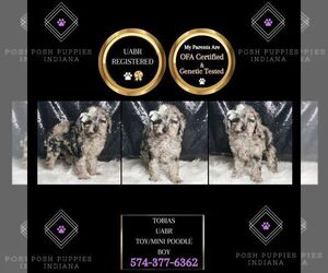 Poodle (Toy) Puppy for sale in WARSAW, IN, USA