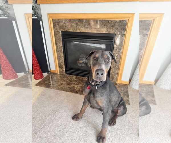 Medium Photo #1 Doberman Pinscher Puppy For Sale in Minneaoplis, MN, USA