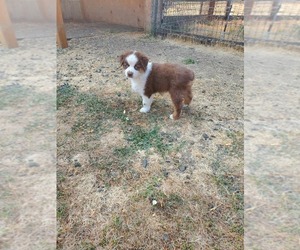 Miniature American Shepherd Puppy for sale in ALSEA, OR, USA